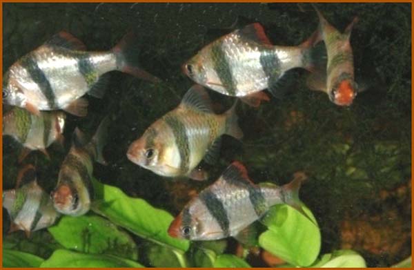www.israquarium.co.il